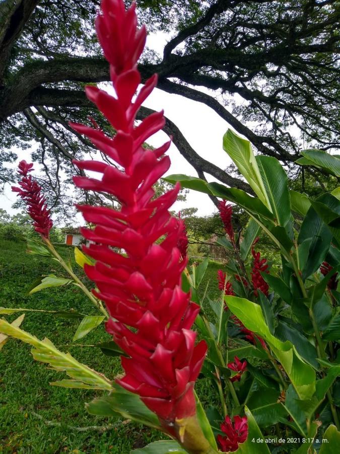 Hacienda El Saman Villa Quimbaya Kültér fotó